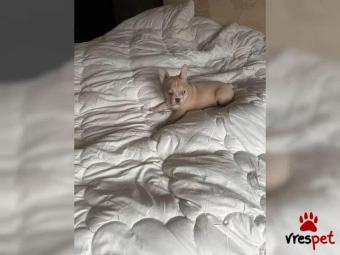 Ράτσα: Γαλλικό Μπουλντόγκ - Bulldog | Ηλικία: 2,5 μηνών | Φύλο: Αρσενικό | Αρ. Microchip: 63971064269 | Εκπαιδευμένο | Περιοχή: Αττική